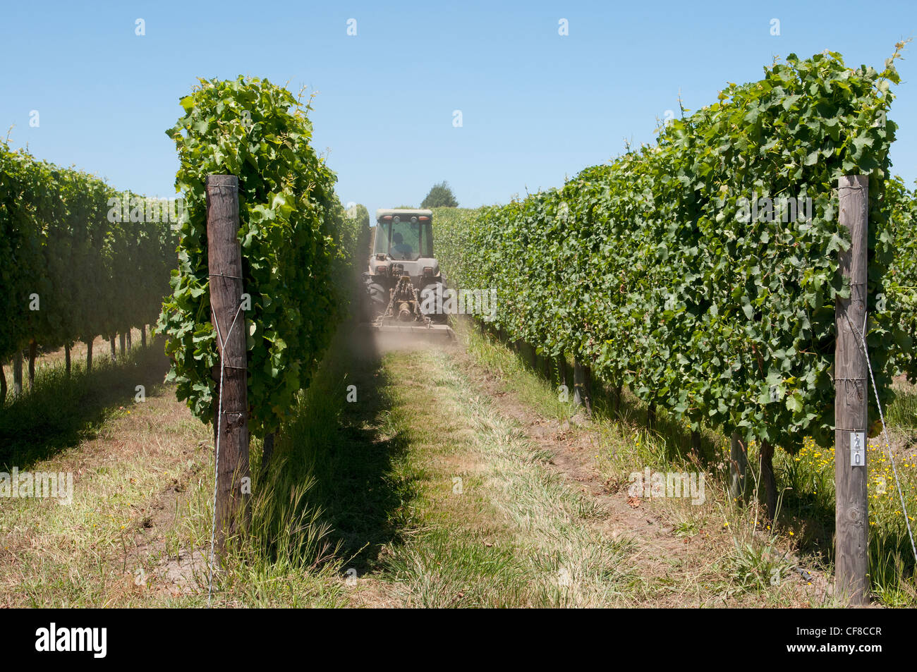 Highlands Tokara vigneti vicino al Elgin nella Western Cape Sud Africa Foto Stock