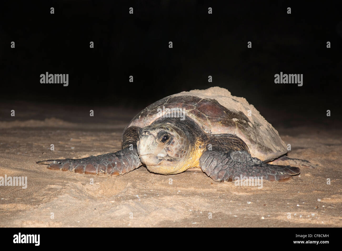 Tartaruga Caretta, Caretta caretta, muovendo da nido a mare di notte, Banga Nek, Kwazulu Natal, Sud Africa Foto Stock