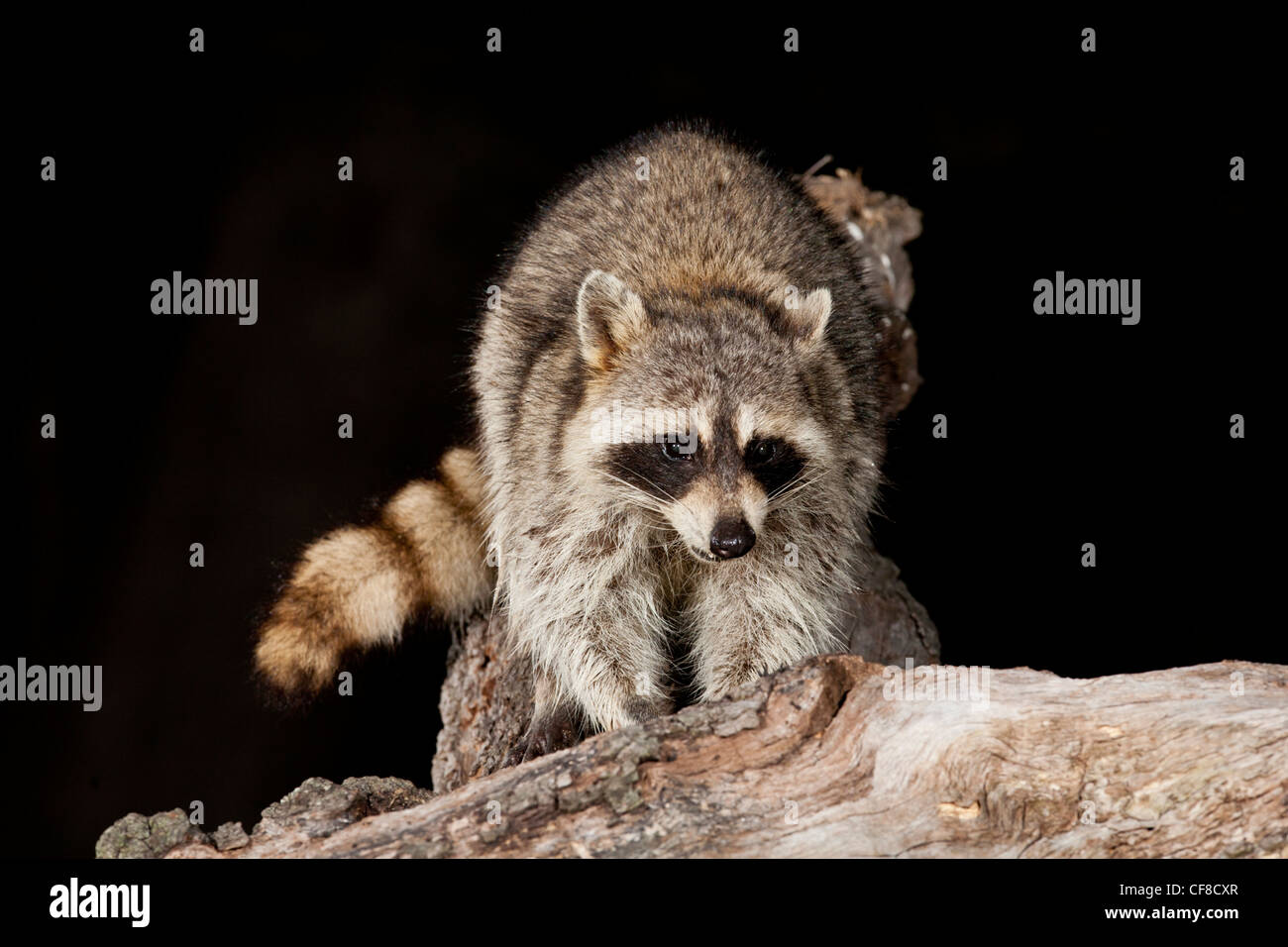 Raccoon di notte in Texas Foto Stock