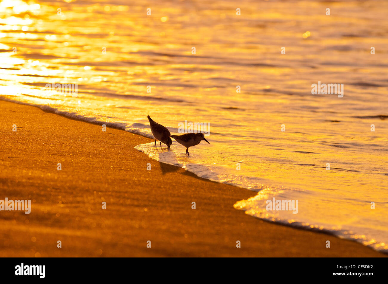Sanderlings-'Hunakai' in lingua hawaiana (Calidris alba), Spiaggia di Polihale, Kauai, Hawaii Foto Stock