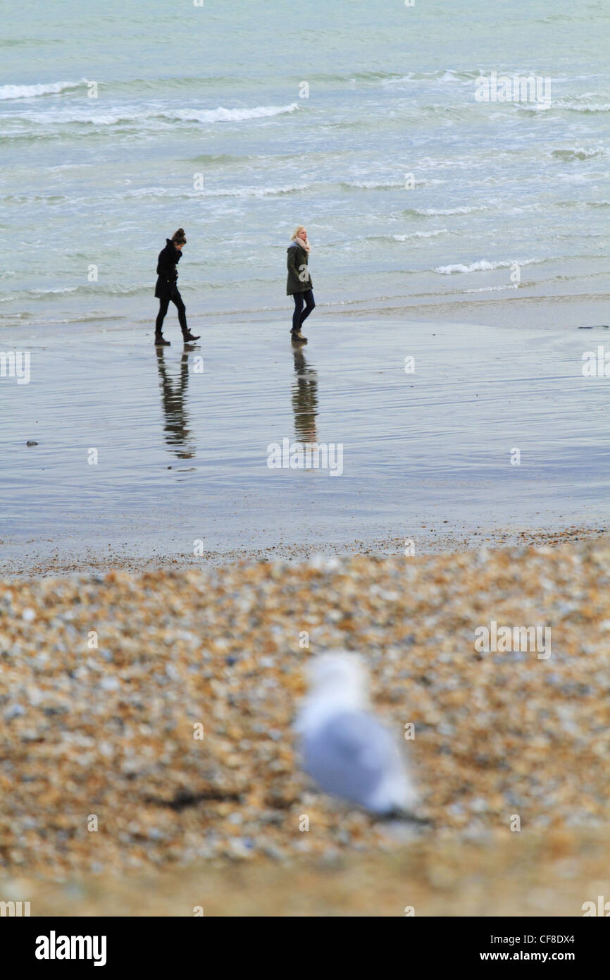 Un aringa gabbiano seagull sea gull e i giovani sulla spiaggia di Eastbourne, East Sussex, Inghilterra. Foto Stock