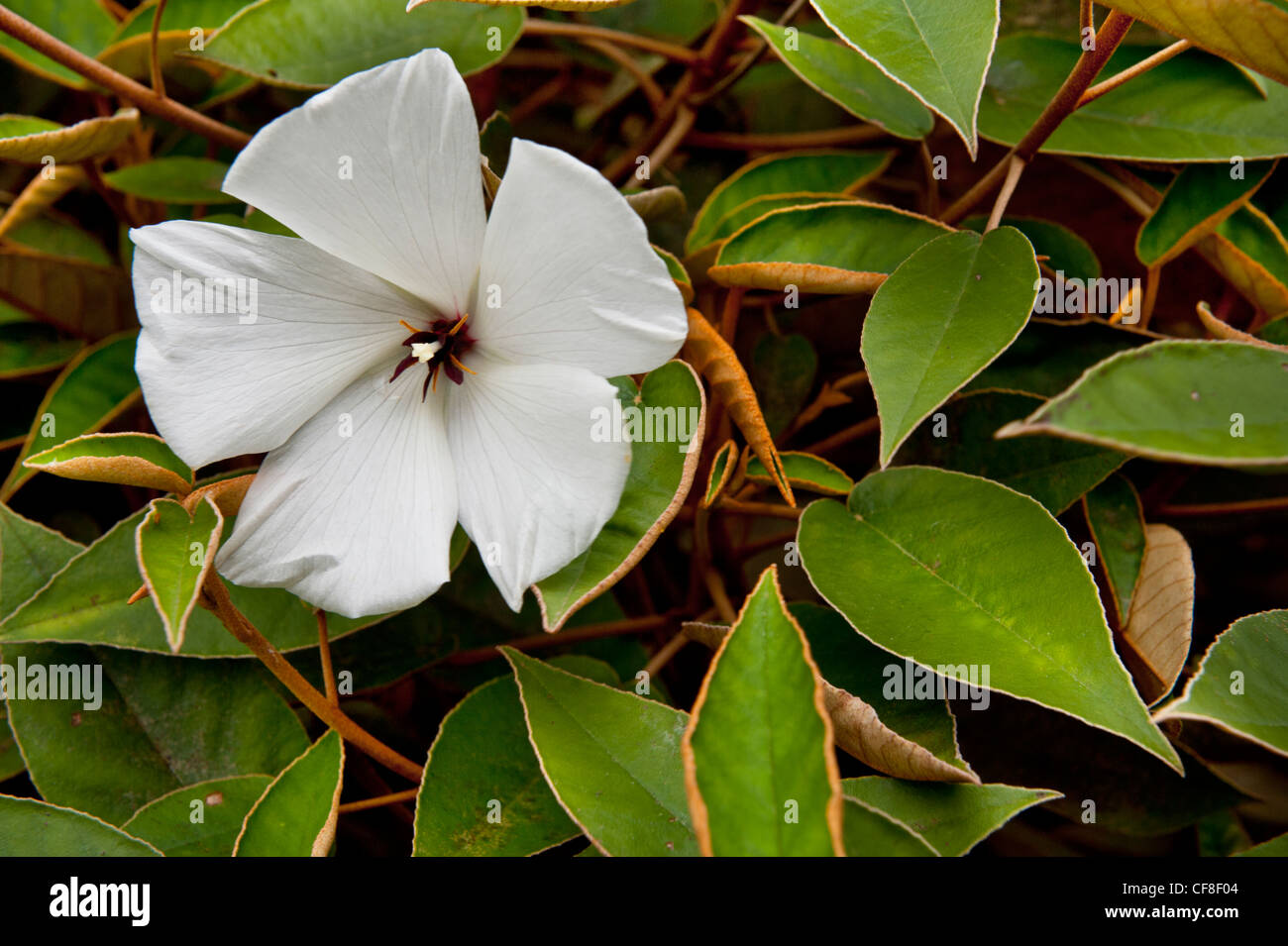 St Helena ebano una specie endemica da l'isola di St Helena nel sud dell'Oceano Atlantico Foto Stock