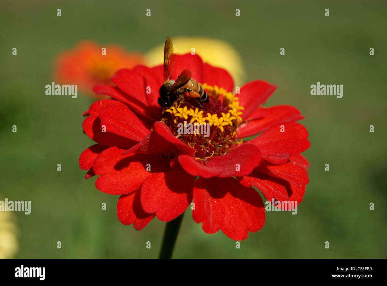 Honeybee seduto e succhiare miele dalla cute Red Dahlia Fiore in giardino Foto Stock