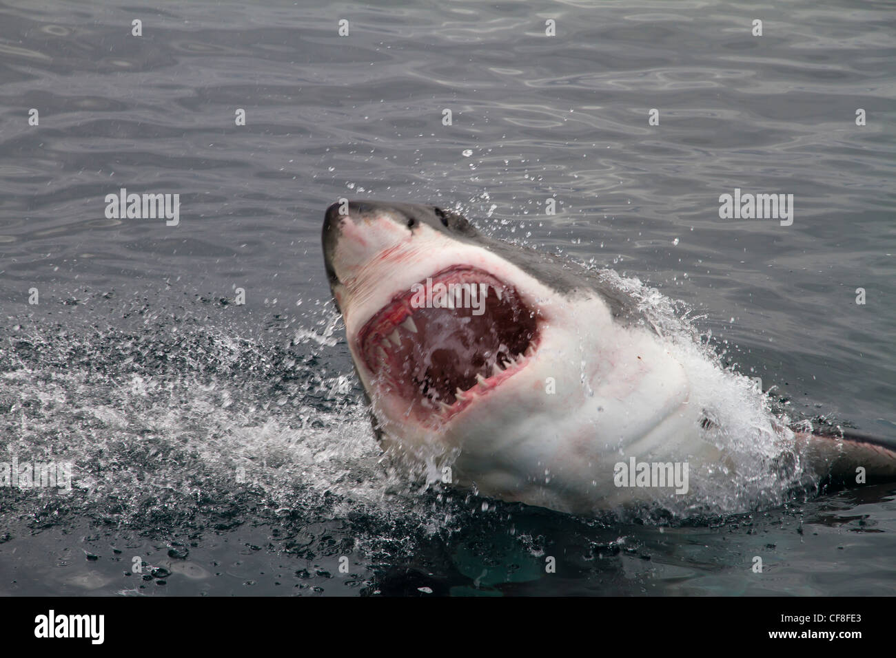 Attaccare il grande squalo bianco Foto Stock