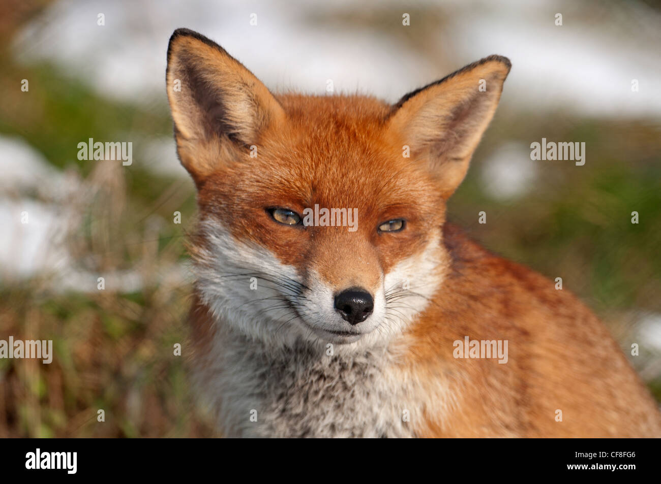 Ritratto di una volpe rossa, Vulpes vulpes Foto Stock
