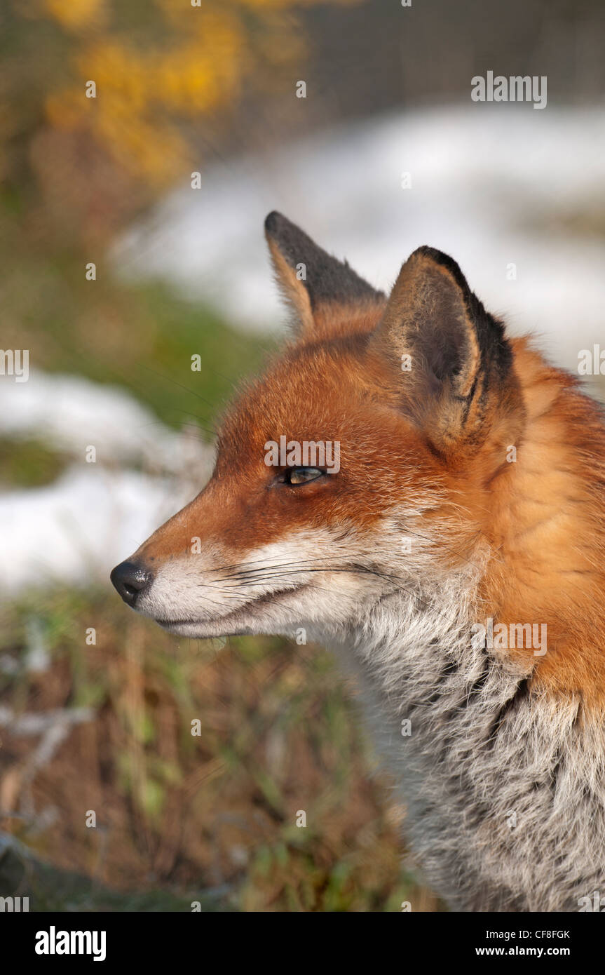 Ritratto di una volpe rossa, Vulpes vulpes Foto Stock