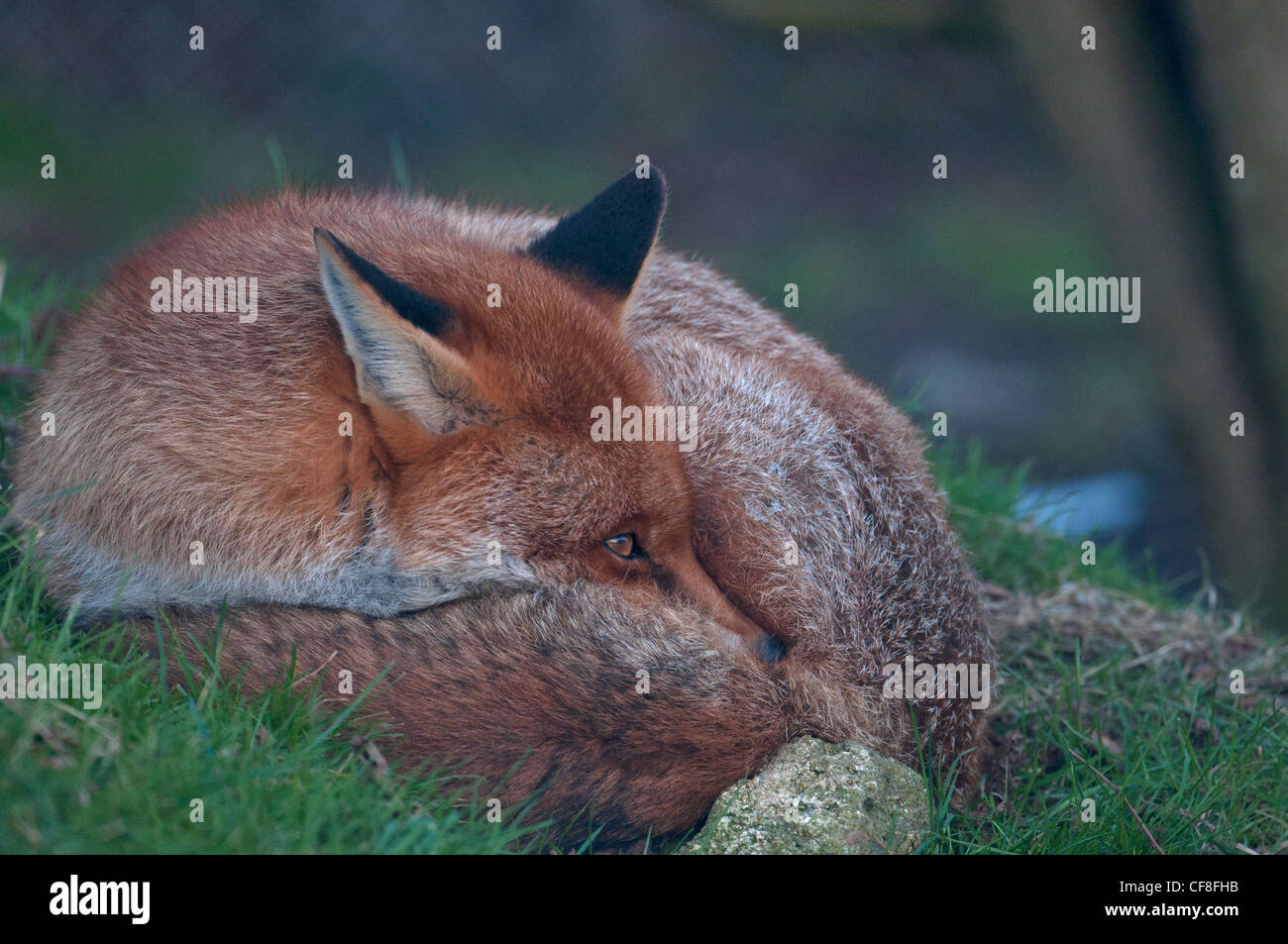 RED FOX Vulpes vulpes in appoggio Foto Stock