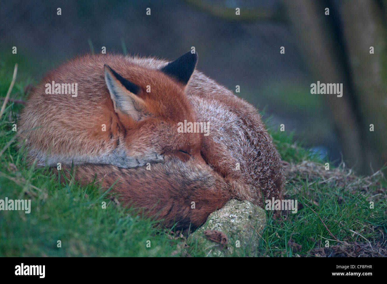La volpe rossa Vulpes vulpes SLEEPING Foto Stock
