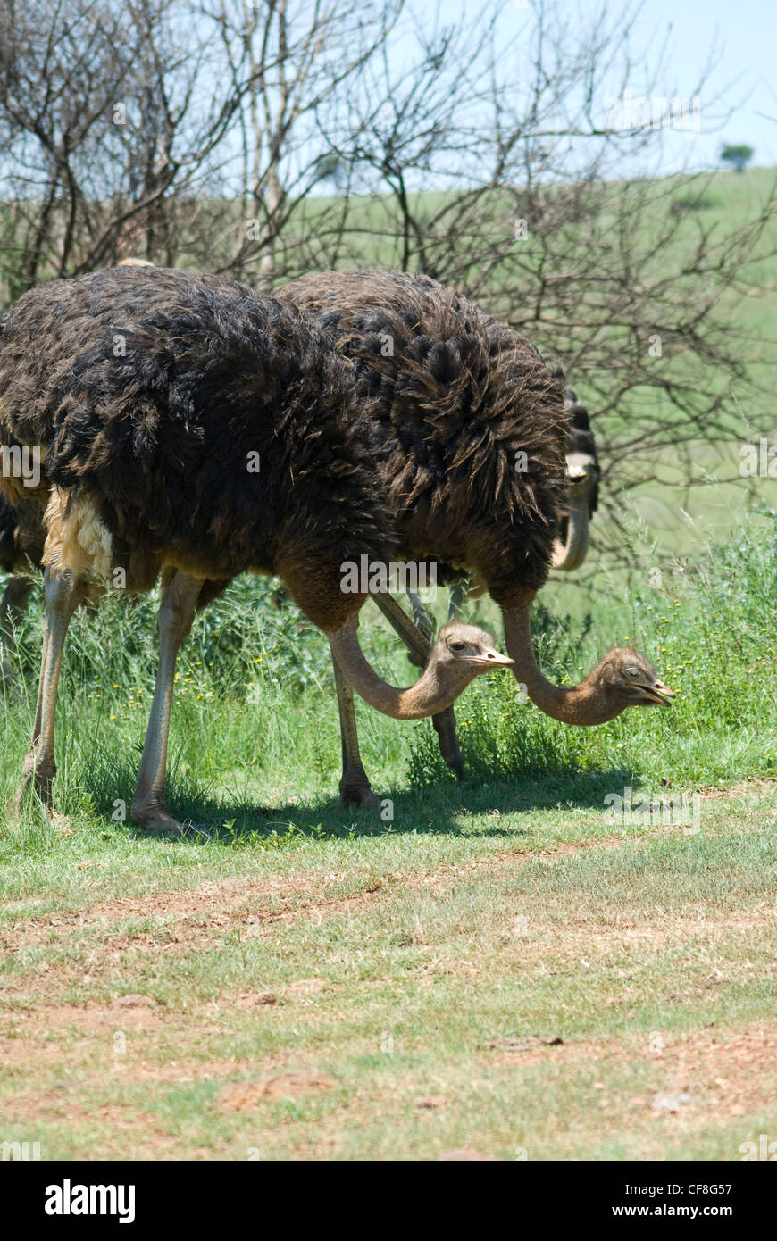 Gli struzzi - su safari nel Parco Nazionale di Pilanesberg in Sud Africa Foto Stock