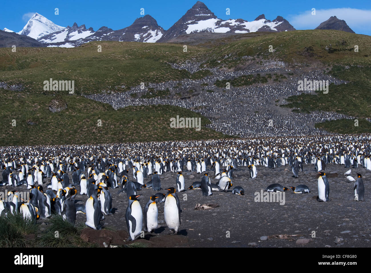 Pinguino reale (Aptenodytes patagonicus) colonia con la Georgia del Sud montagne sullo sfondo. Salisbury Plain, Georgia del Sud. Foto Stock