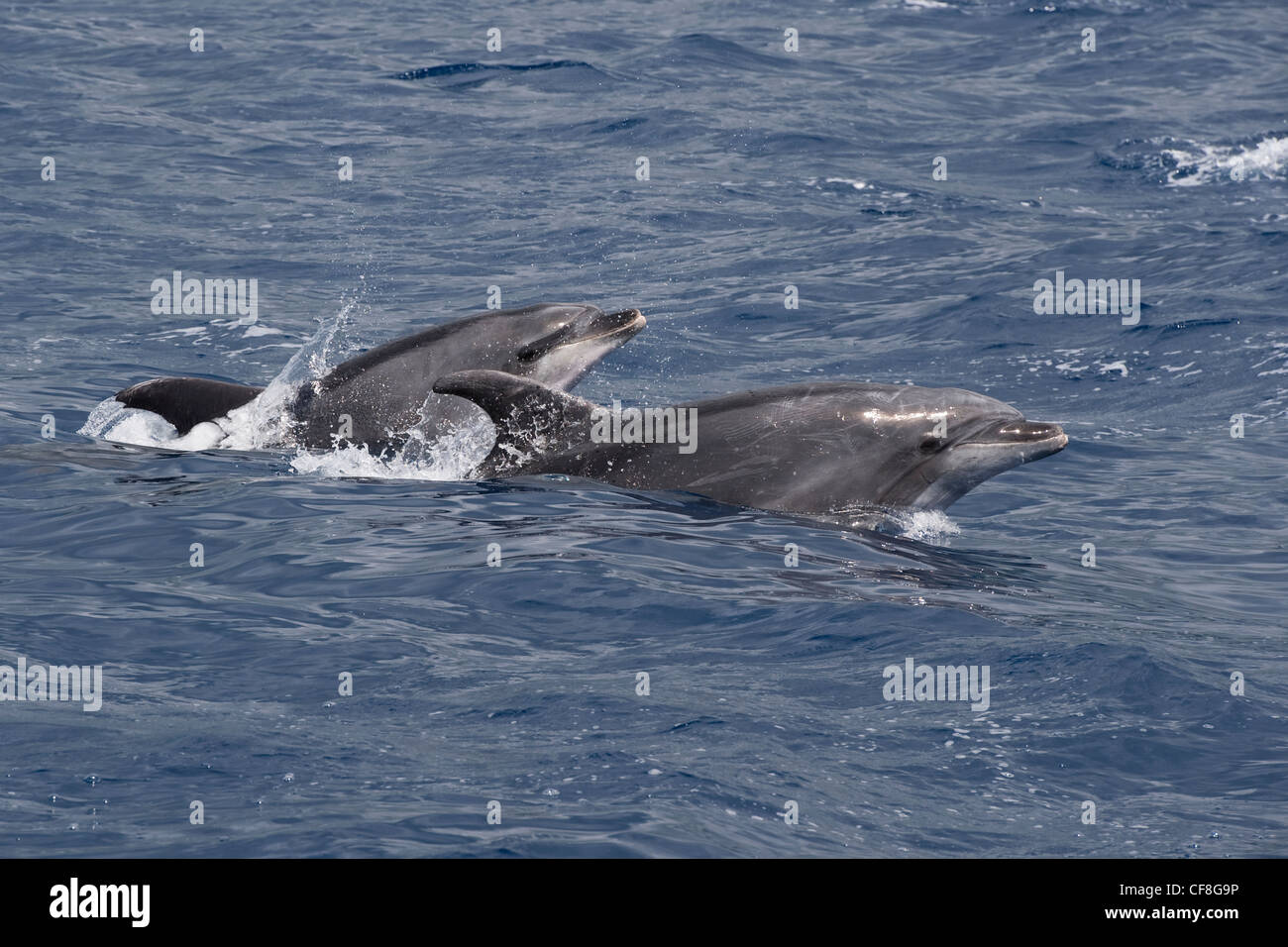 Comune di delfini (tursiops truncatus) due animali adulti porpoising. Azzorre, Oceano Atlantico. Foto Stock