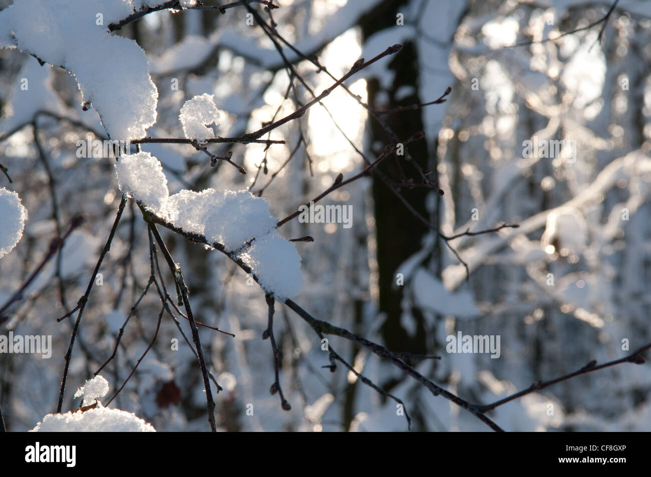 Bosco invernale nella neve profonda - Regno Unito Foto Stock