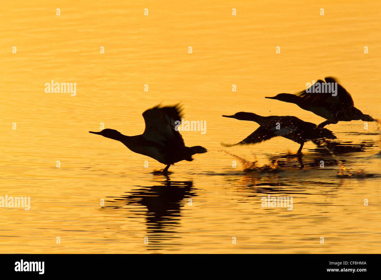 Red-breasted mergansers ((Mergus serrator) prendendo il largo. Foto Stock