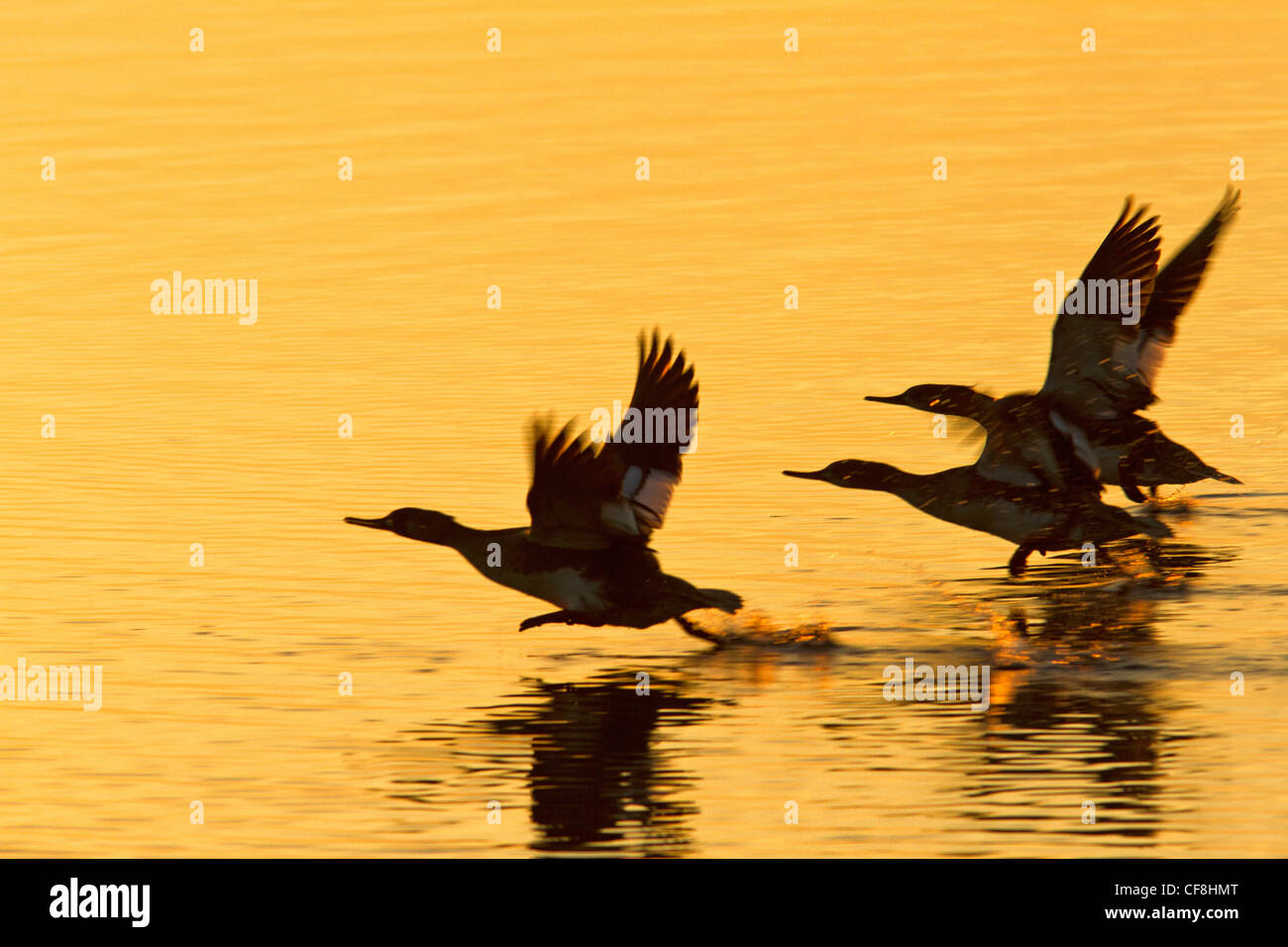 Red-breasted mergansers ((Mergus serrator) prendendo il largo. Foto Stock