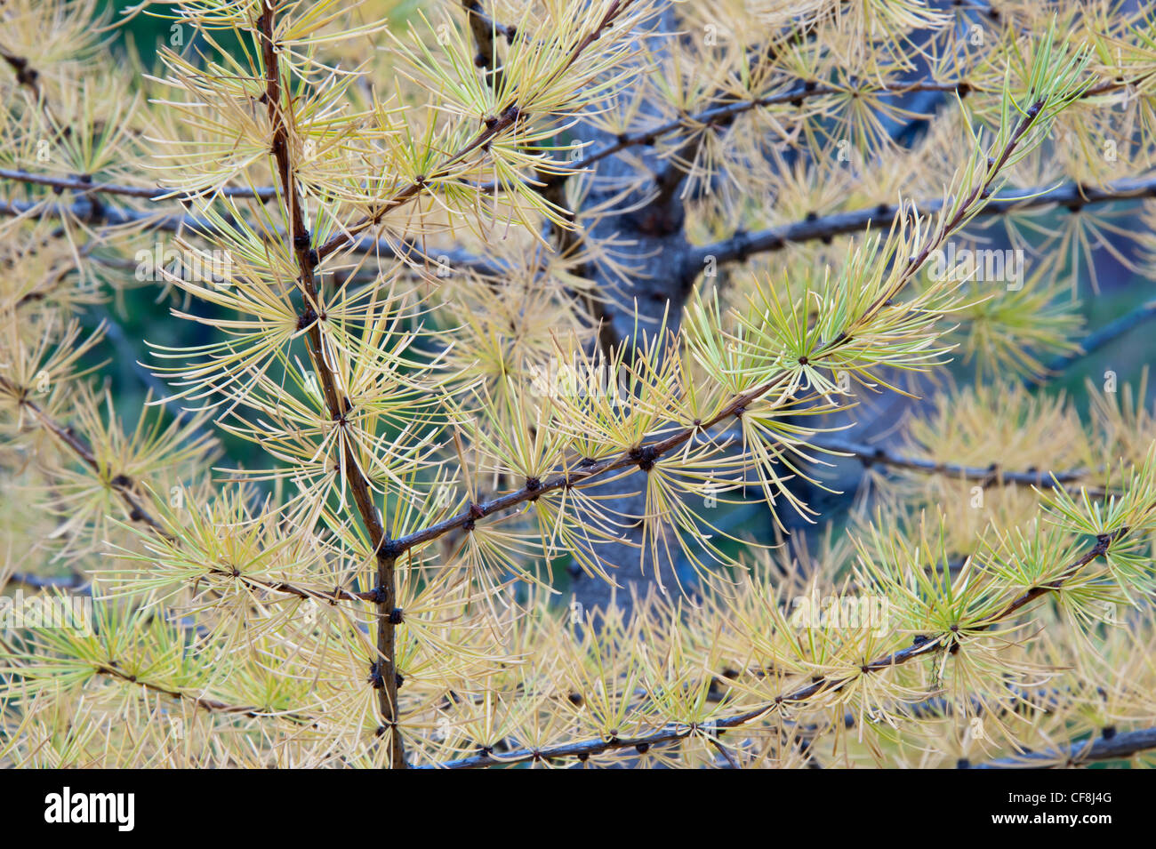 Autunno a colori nei pini larici nei pressi di Missoula, Montana. Foto Stock