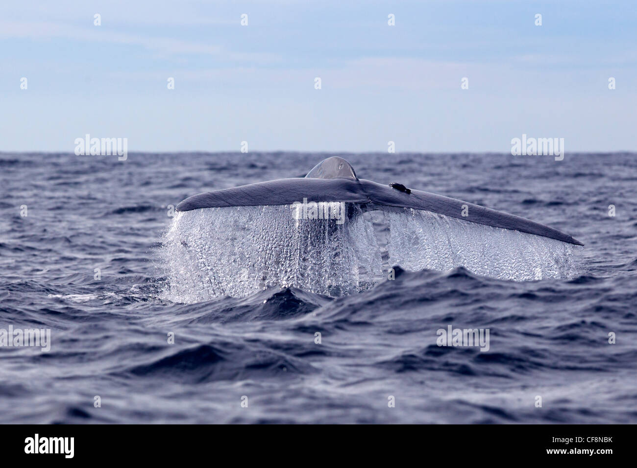 La balenottera azzurra con coda sollevata al di fuori dell'acqua Foto Stock