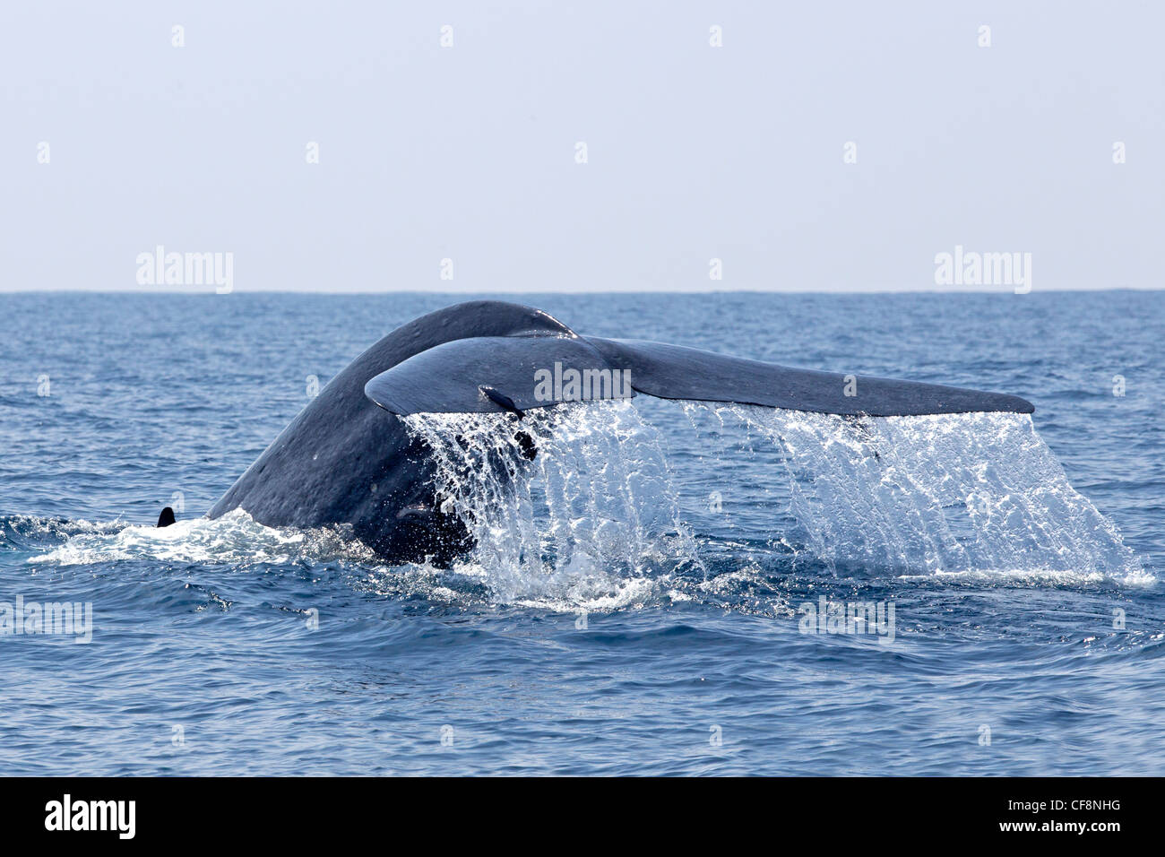 La balenottera azzurra con coda sollevata al di fuori dell'acqua Foto Stock