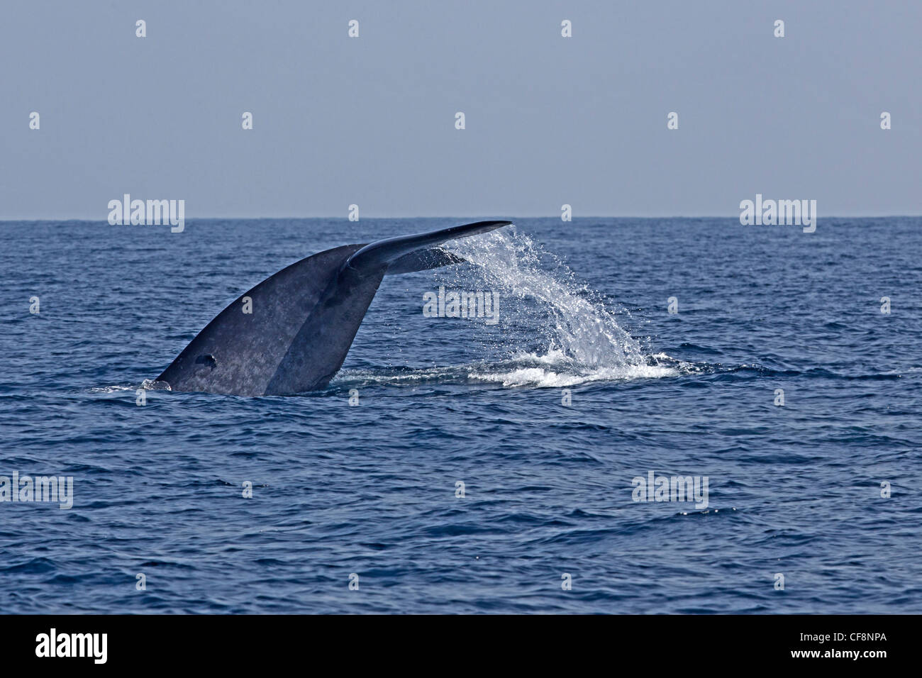 La balenottera azzurra con coda sollevata al di fuori dell'acqua Foto Stock