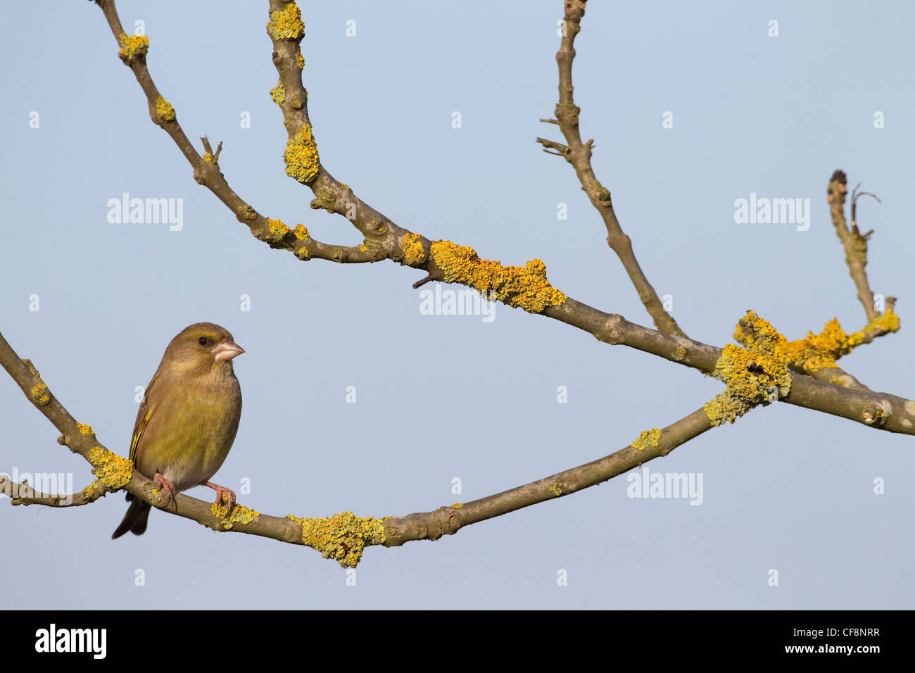 Carduelis cloris, verdeggiante, arroccato nel Hedgerow nella campagna norfolk Foto Stock