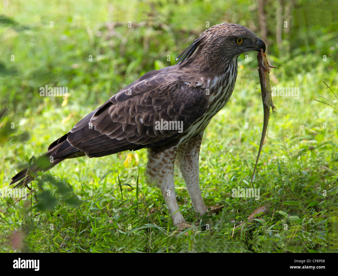 Mutevole, crested hawk-eagle con lizard Foto Stock