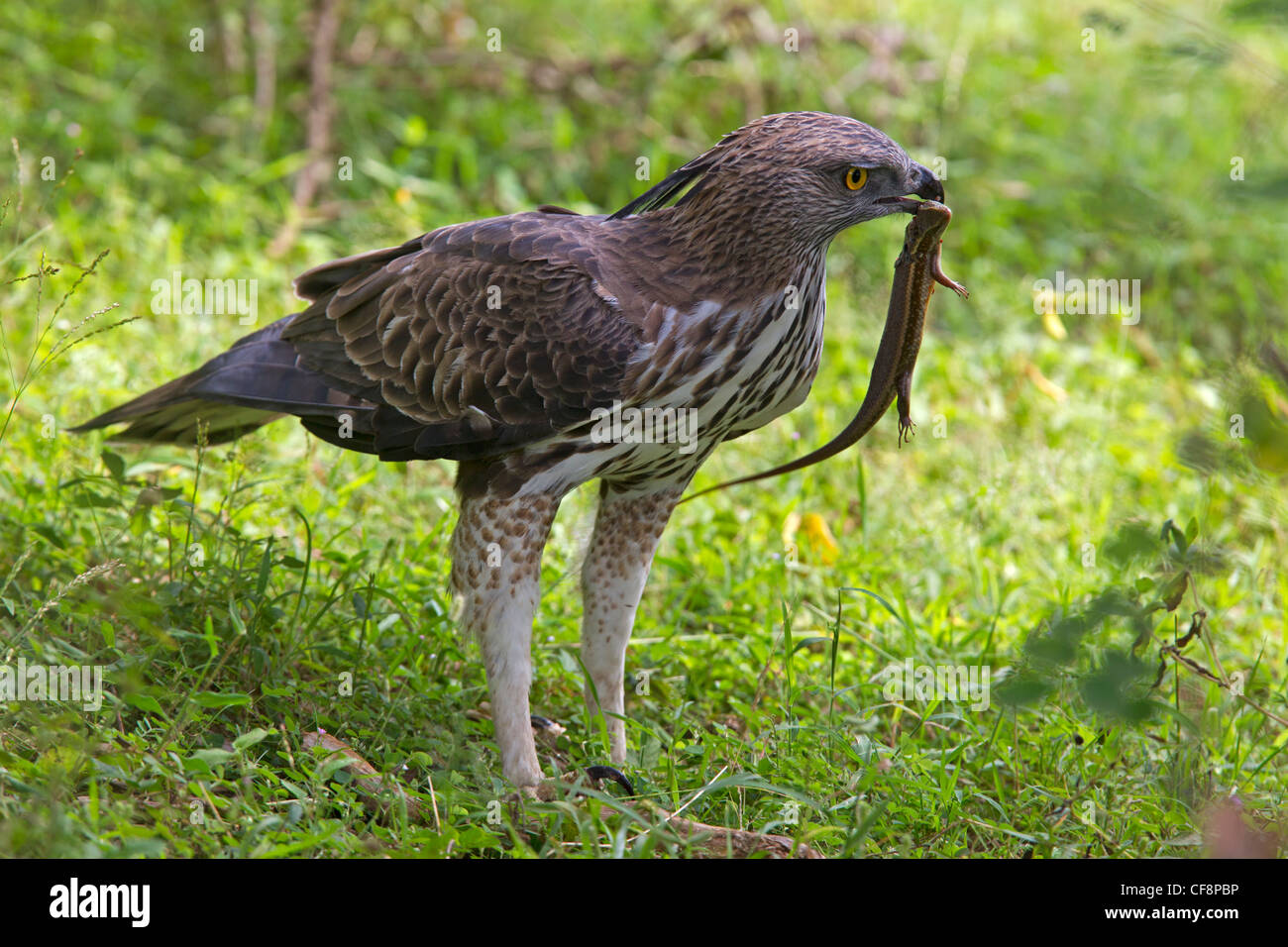 Mutevole, crested hawk-eagle con lizard Foto Stock