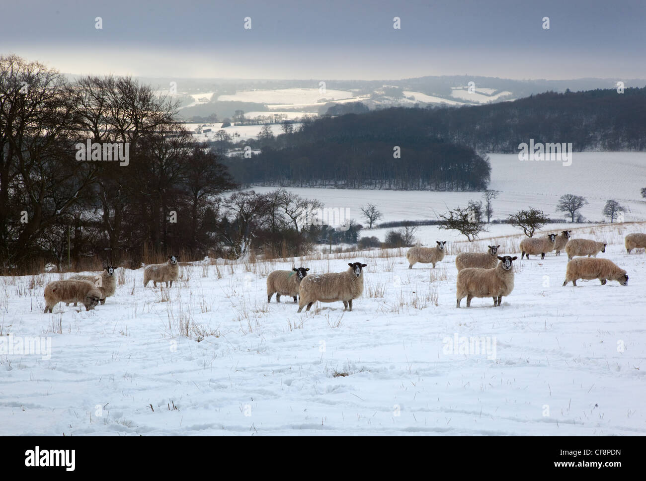 Pecore in Snow Ivinghoe Chiltern Hills Bucks Foto Stock