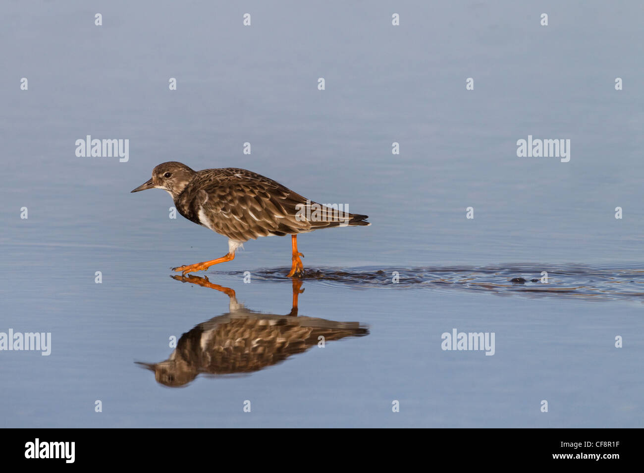 Turnstone Arenaria interpres a piedi nella piscina costiera Foto Stock