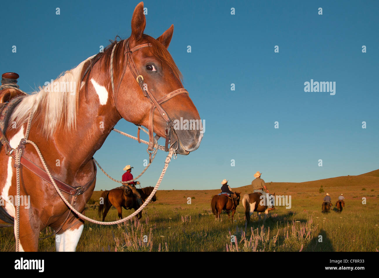 Wilson Ranch, fossili, Oregon, Stati Uniti d'America, Stati Uniti, America, cowboy, cowboy, gamma open, equitazione, cavallo Foto Stock