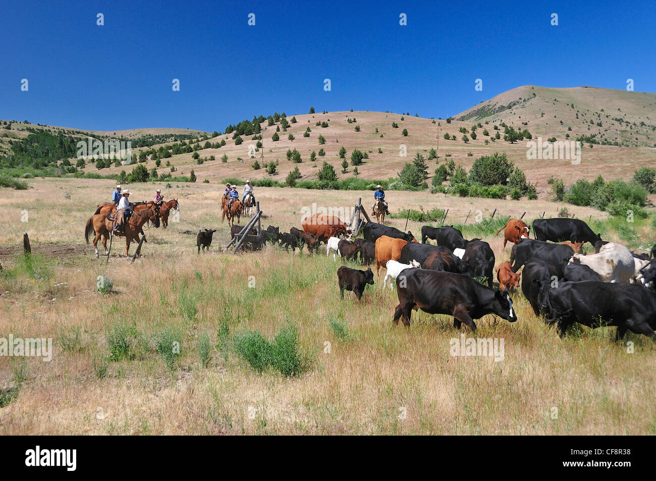 Wilson Ranch, fossili, Oregon, Stati Uniti d'America, Stati Uniti, America, Cattle Drive, cowboy, cowboy, cavalli Foto Stock