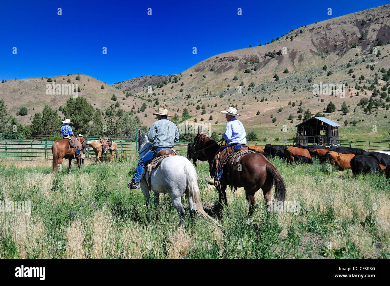 Wilson Ranch, fossili, Oregon, Stati Uniti d'America, Stati Uniti, America, Cattle Drive, cowboy, cowboy, cavalli Foto Stock