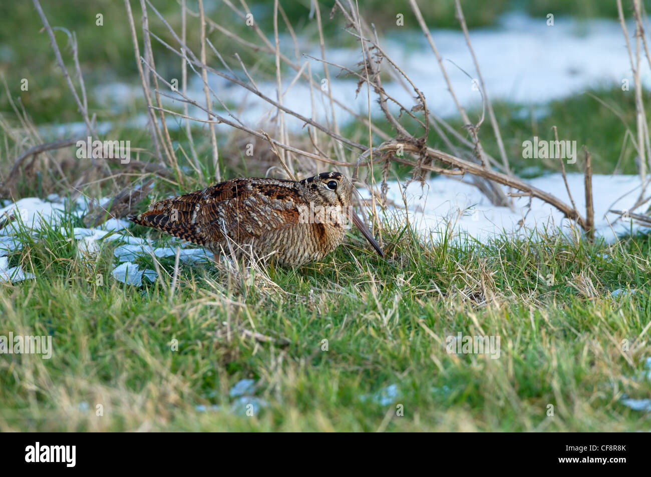 Woodcock Scolopax rusticola alimentando in neve su Norfolk superfici agricole costiere Foto Stock