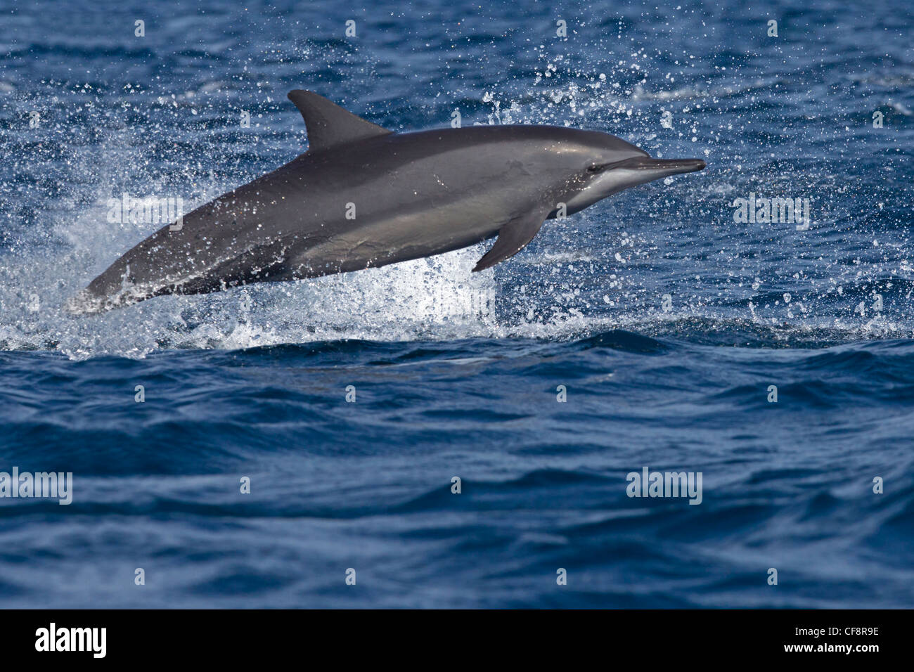 Spinner dolphin saltando fuori di acqua, cavalcando le onde Foto Stock