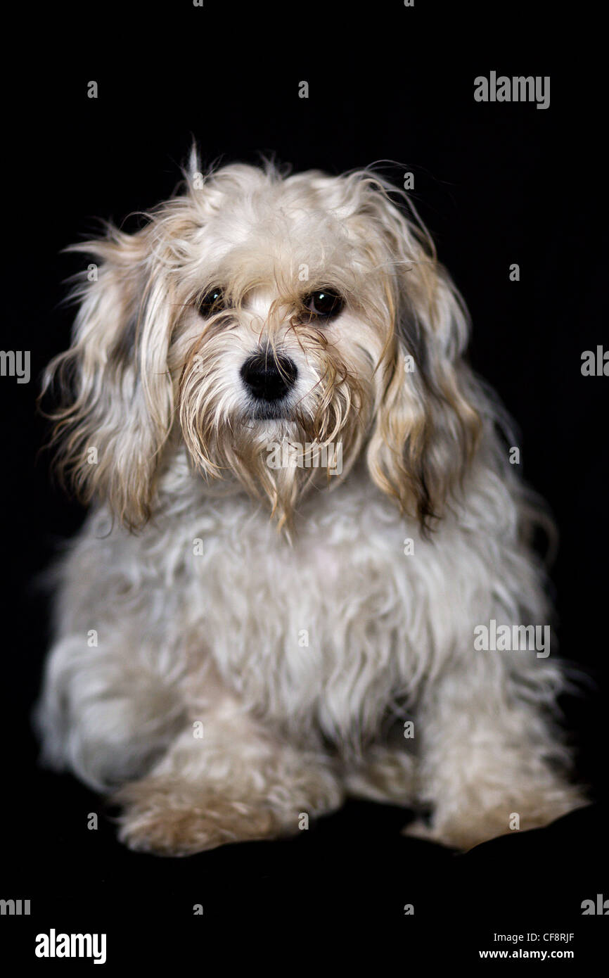 Cane di piccola taglia Foto Stock
