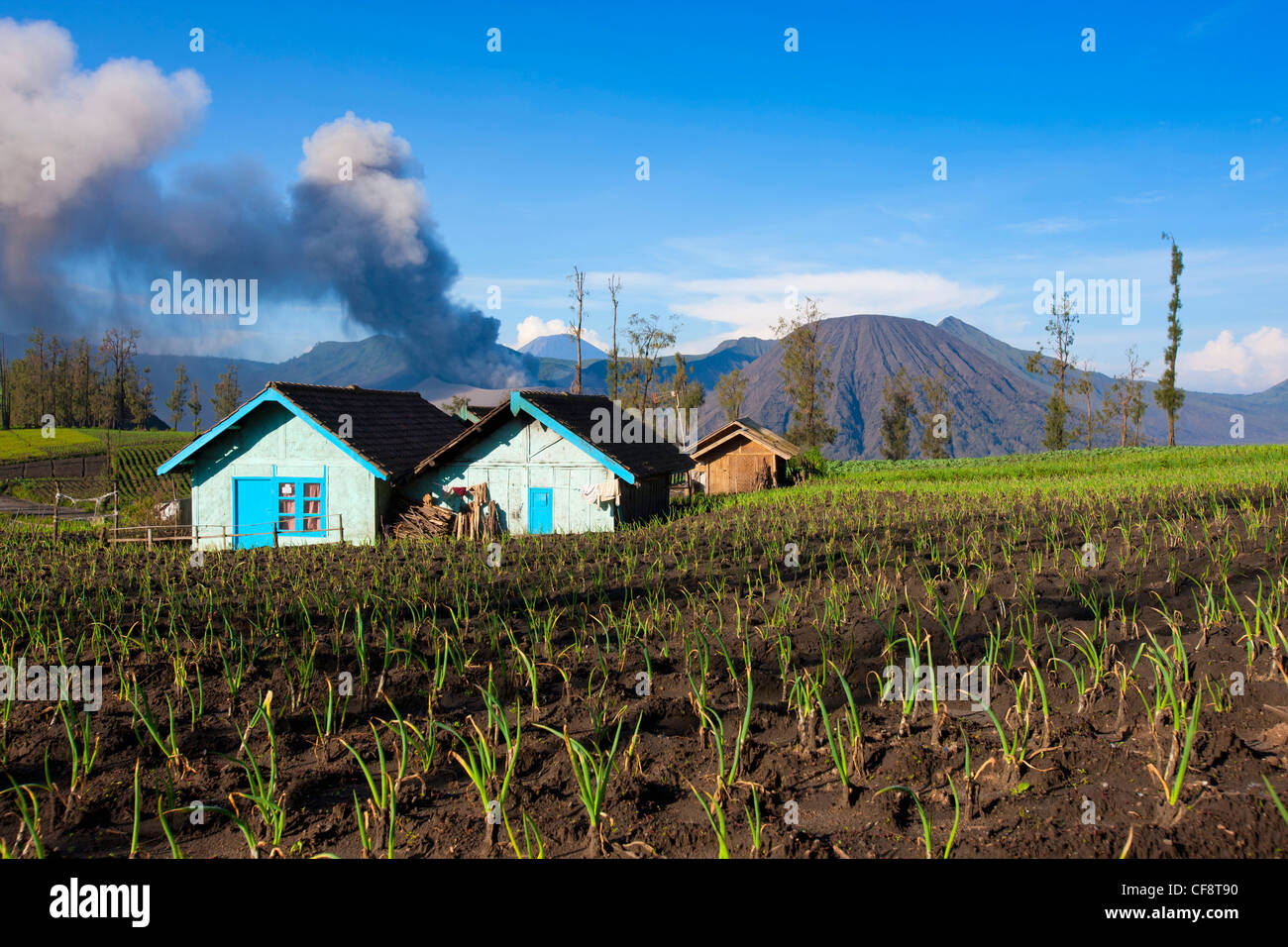 Cemoro Lawang, Indonesia, Asia, Java, villaggio, case, case, campi, vulcano, il vulcanismo, geologia, vulcano eruzione, fumo, CIN Foto Stock