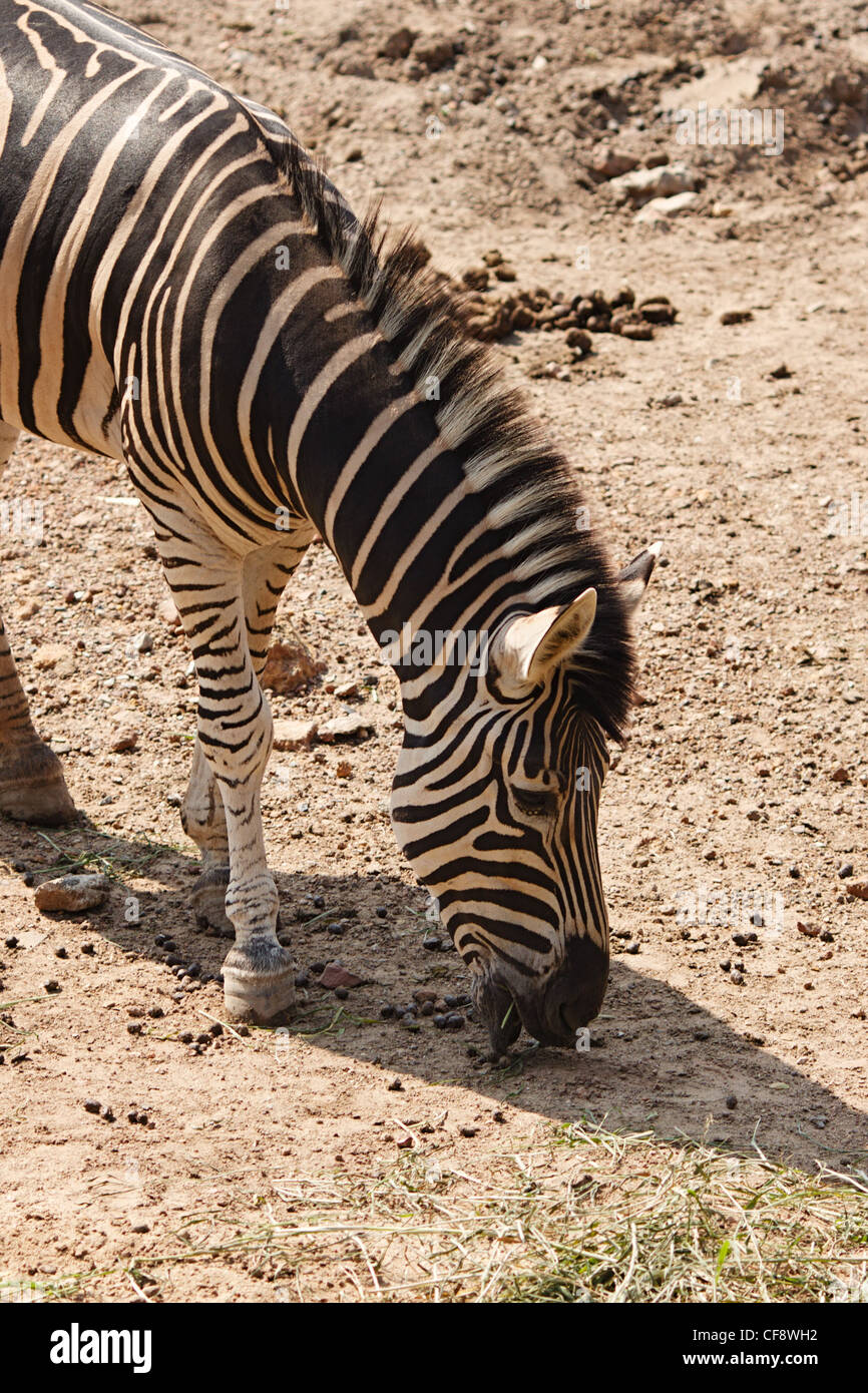 Zebra mangiare a Bangkok Zoo di Dusit, Thailandia Foto Stock