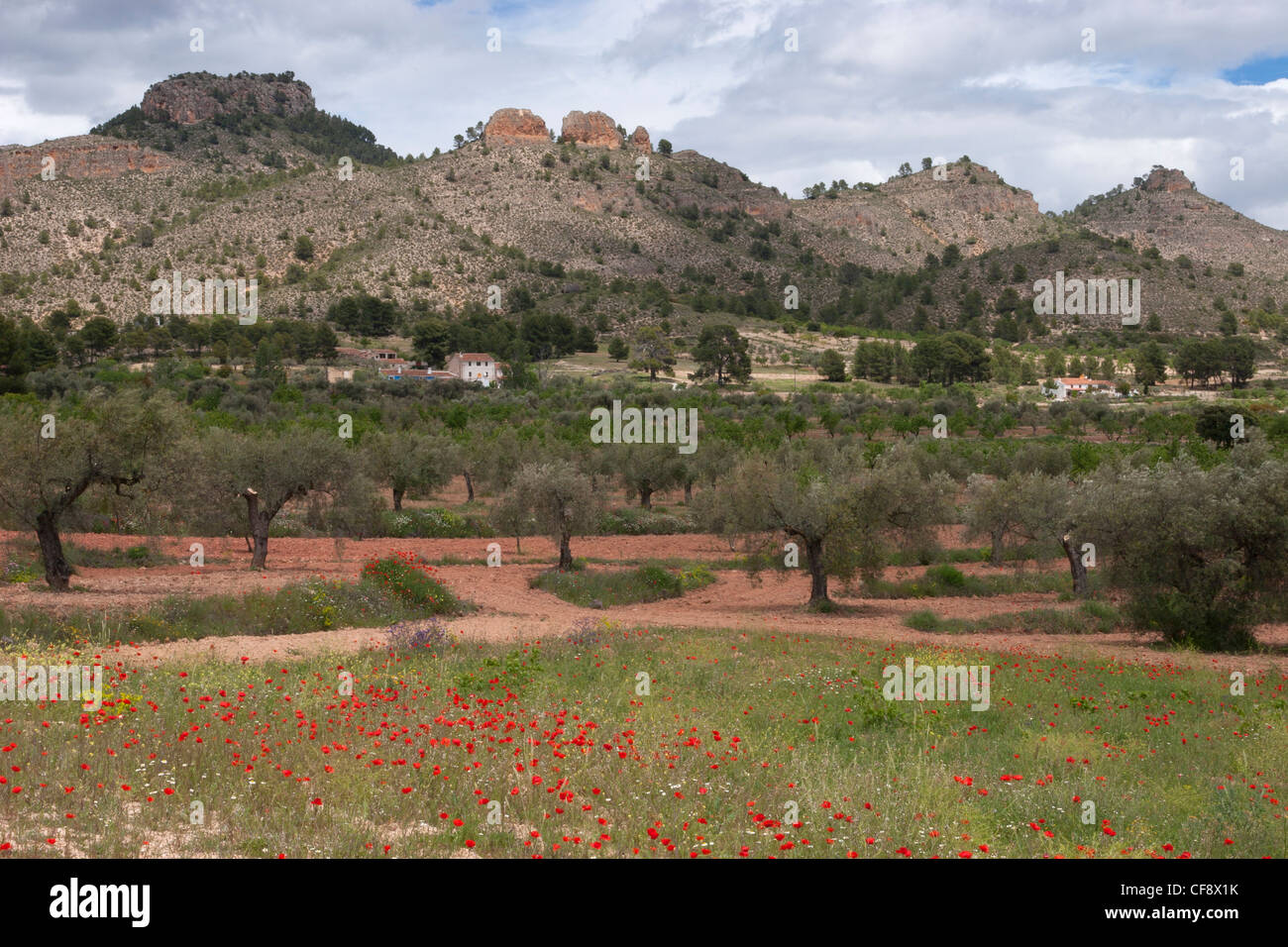 Alberi di ulivo e di papavero cresce nella Sierra de Seguras. Foto Stock