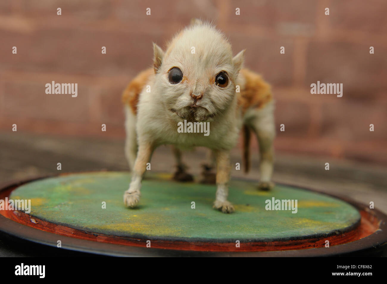 Sette zampe gattino sul display in scherzi della natura Exhibition presso la criminalità attraverso il tempo a raccolta Littledean prigione , Glos Foto Stock
