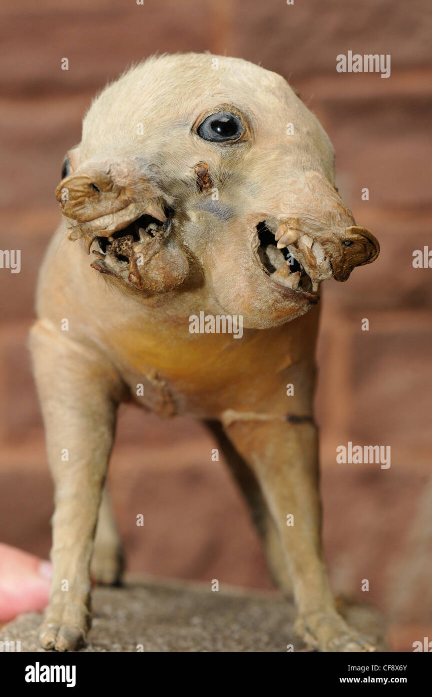 Due di fronte scherzo della natura di maiale ripiene sul display in carcere Littledean, Glos, Regno Unito Foto Stock