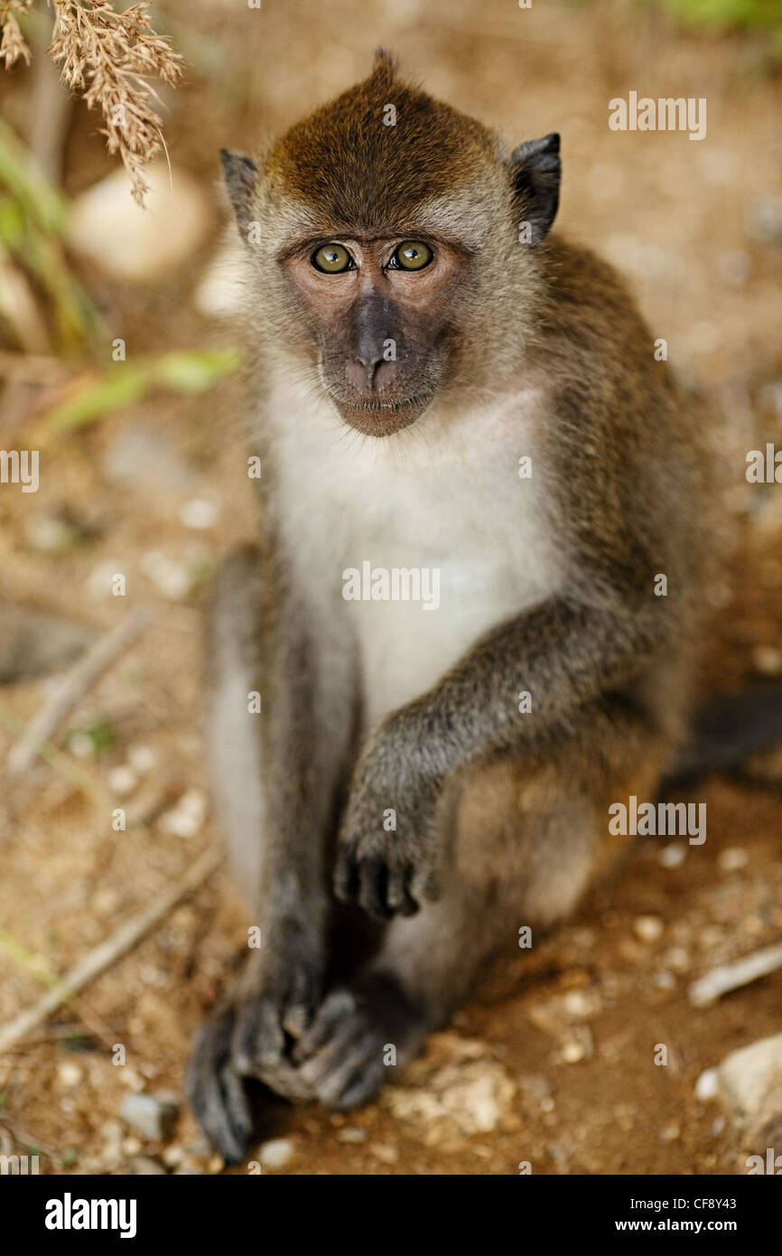 Scimmia macaco seduto a terra al giorno di estate Foto Stock