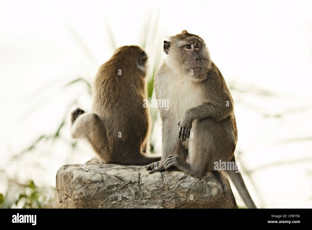 Due scimmia macaco seduto sul big stone Foto Stock