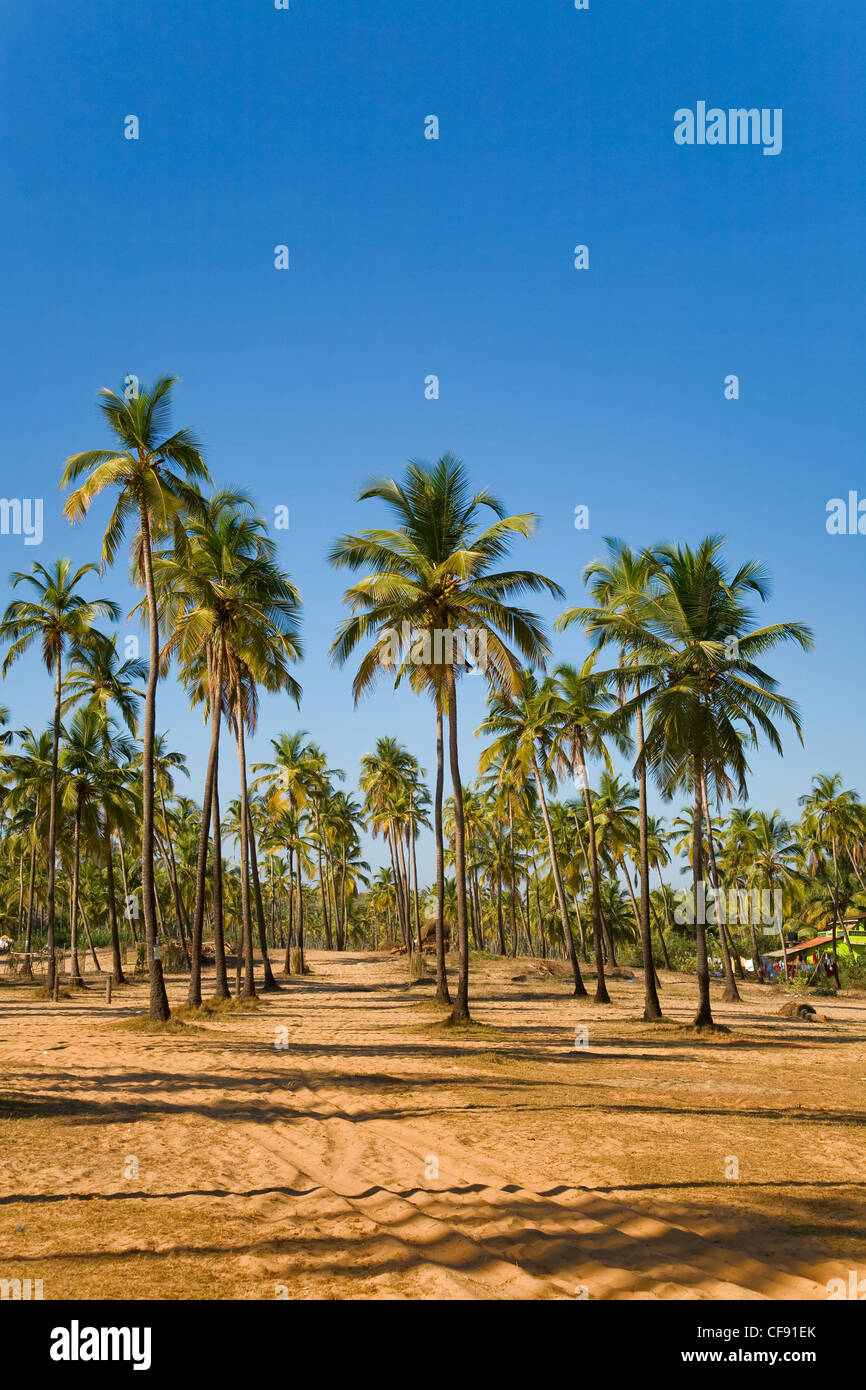 Vista della spiaggia tropicale con palme di cocco crescono sulla sabbia Foto Stock