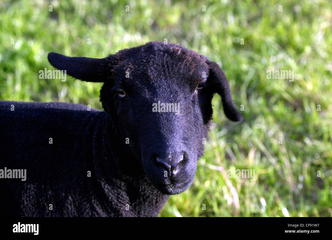 Pecora nera, pecora nera, agricoltura, prato, Foto Stock