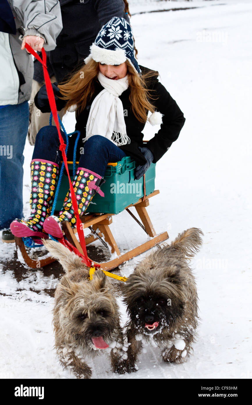 Giovane donna su una slitta nella neve che è tirato da due Cairn Terrier Foto Stock