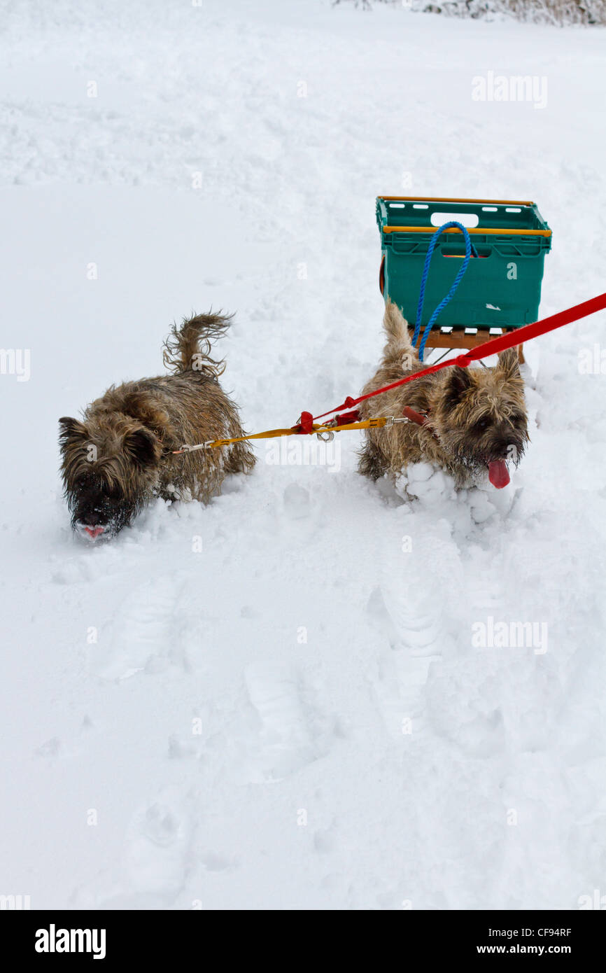 Due Cairn terrier tirando una slitta nella neve Foto Stock