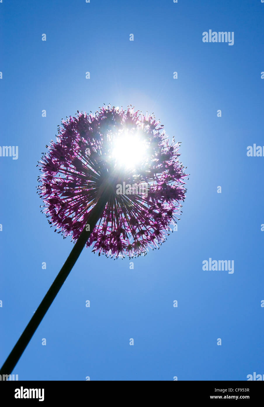 Allium viola sensazione fiore zen contro il sole Foto Stock