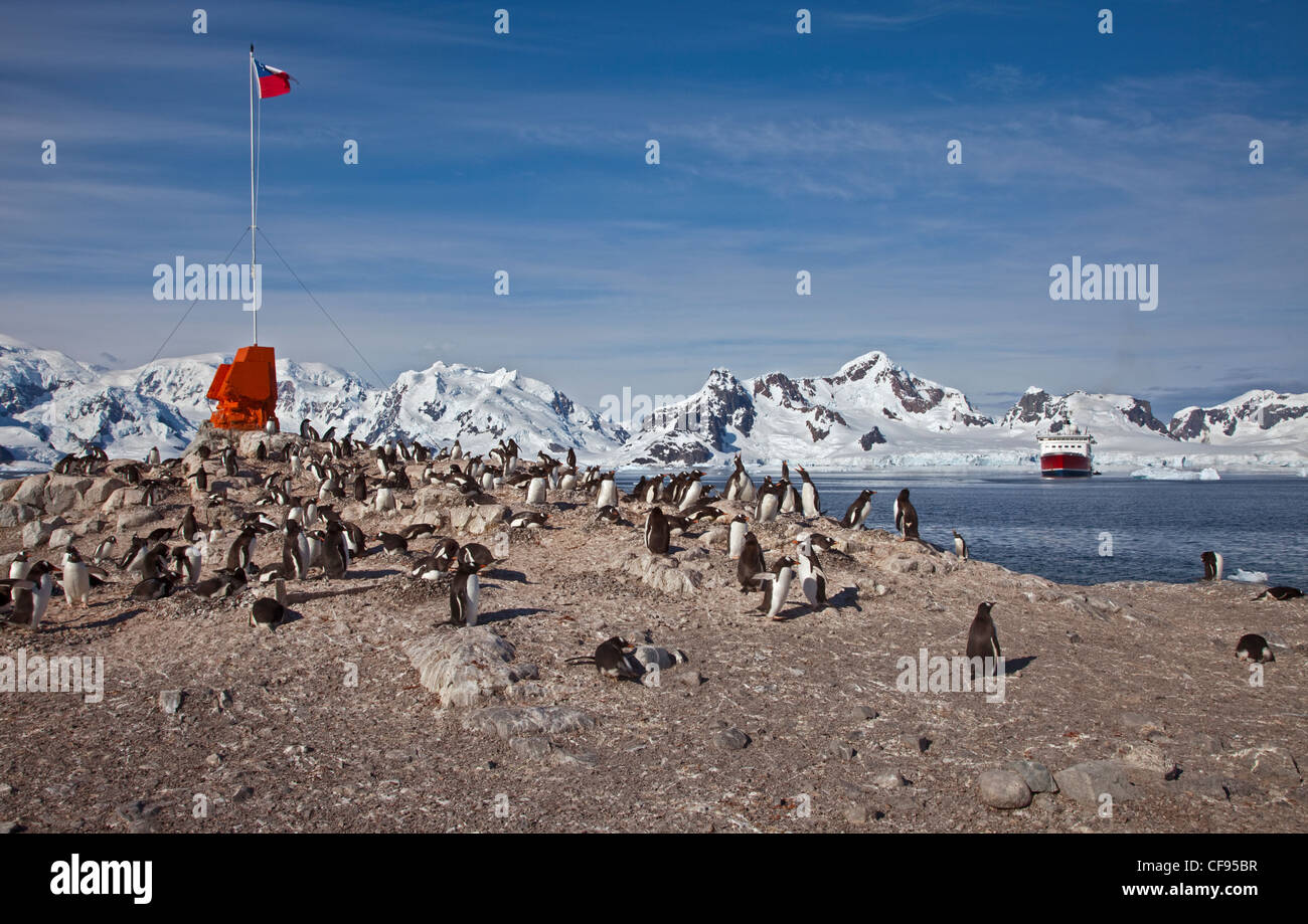 I pinguini di Gentoo (Pygoscelis papua) nesting sotto la bandiera cilena, Gonzalez Videla cileno base antartica, Penisola Antartica Foto Stock
