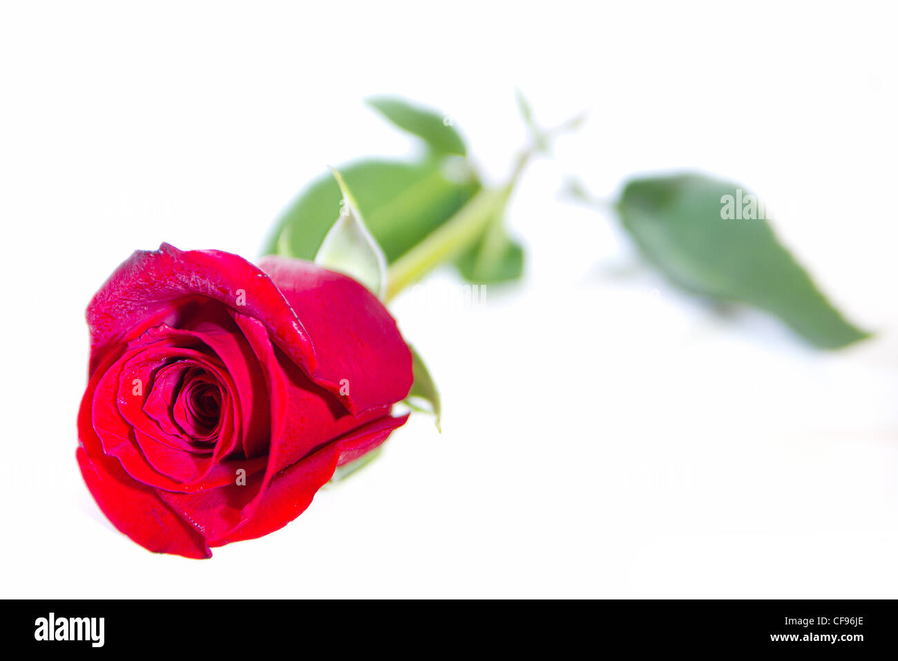 Una rosa Foto Stock