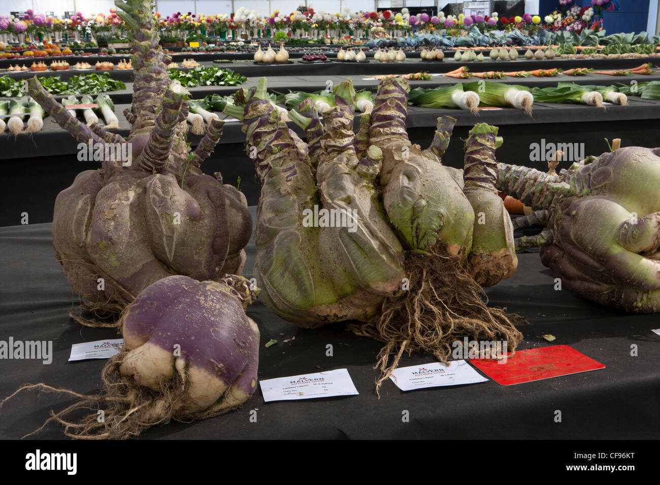 Vincitore del premio di verdure a Malvern Autunno Show 2011 tre contee di massa mostra Foto Stock