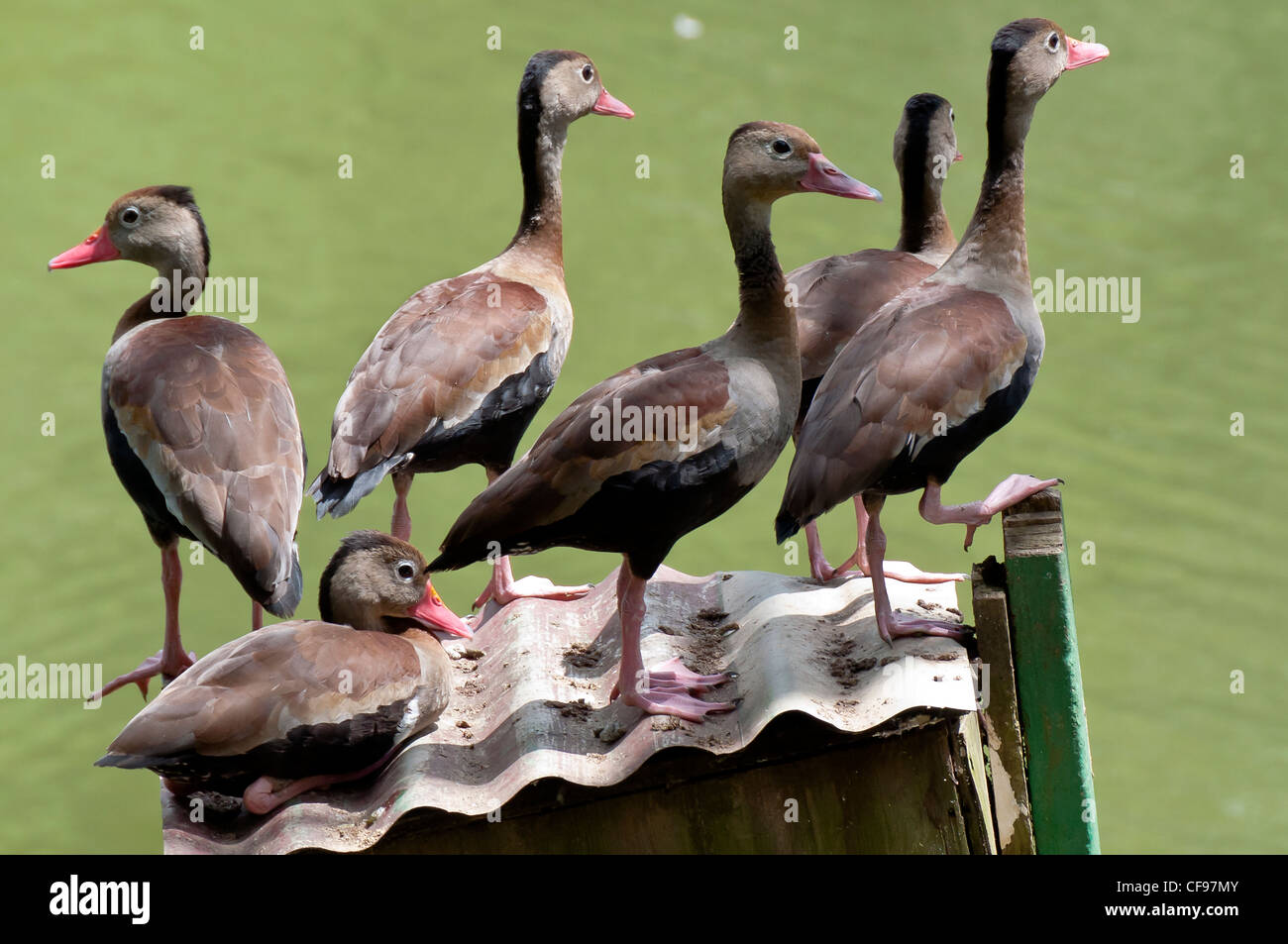 Gli uccelli tropicali al Wild Fowl Trust impianto per la produzione di metanolo in San Fernando. Foto Stock