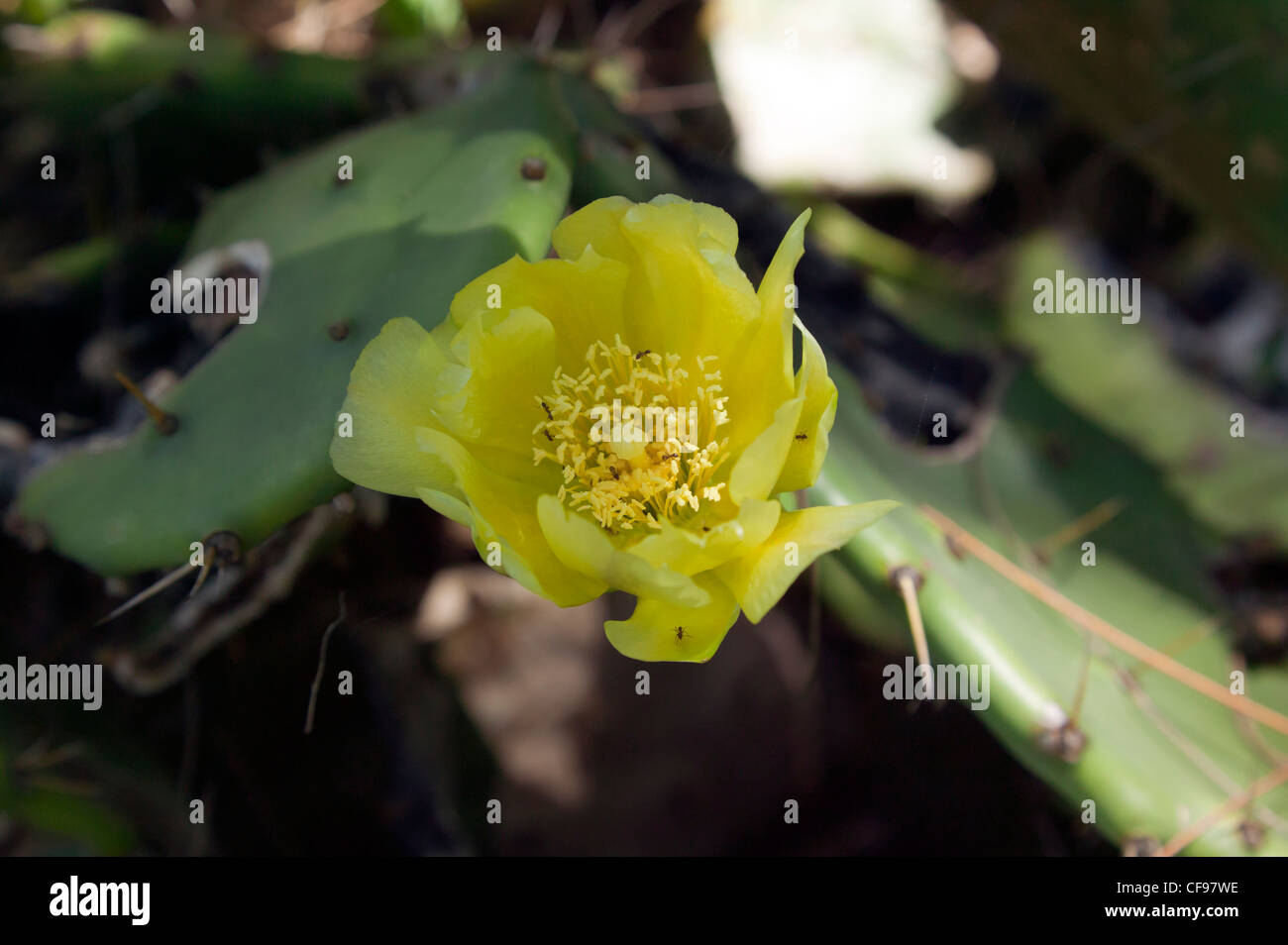 Close-up di un fico d'India (Opuntia robusta) fiore. Foto Stock